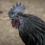 kelezatan ayam geprek bensu serang yang tak ada tandingannya