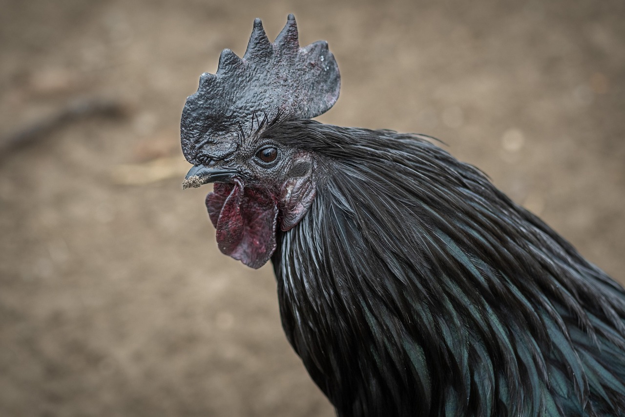 kelezatan ayam geprek bensu serang yang tak ada tandingannya