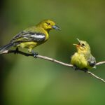 The Ambiance and Experience at Geprek Bensu Serang